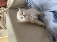 Safkan british longhair bebeklerim