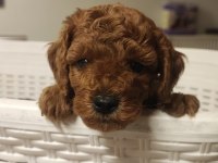GERÇEK A KALİTE TOY POODLE YAVRULAR