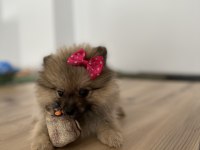 Sevimli Surat Pomeranian Boo
