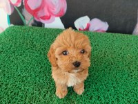 A Kalite Sağlık Irk Garantili Maltipoo Yavrularım