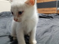 Yeni yuvasını arıyor van kedisi