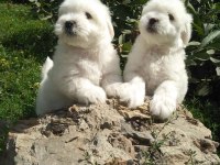 MALTESE TERRIER YAVRULARI