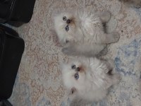 KALİTEDE TEK ADRES SHOWROOM CINS KEDİLERİMİZ