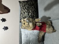 British Longhair Scottish Fold Karışımı
