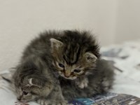 2 Tekir 2 Haftalık Yavru Kedimiz