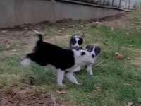 İNGİLTERE İSKOÇYA KÖKENLİ BORDER COLLIE YAVRULARI