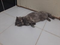 Female scottish fold for free adoption