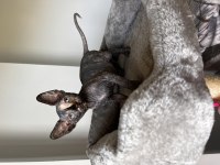 Dişi Sfenks (sphynx) yavruları