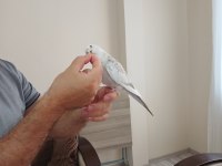 10 aylık ele alışık wifi sultan papağanı