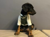 King Doberman Yavrularımız Mağazamızdan Sizlerle