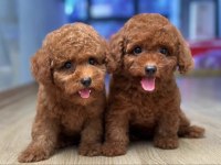 Özenle Büyütülmüş Toy Poodle Yavrular