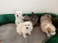 Yavru terrier maltese