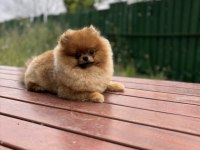 SAFKAN POMERANİAN BOO YAVRULAR