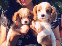 Safkan cavalier king charles yavrularım