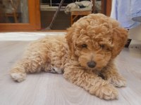 TOY POODLE YAVRUMUZ YUVASINI ARIYOR