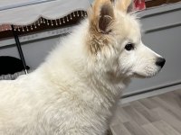 Çok Akıllı Çok Sadık 4.5 Aylık Patili Samoyed Dostum