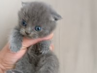 1 aylık british shorthair yavrular