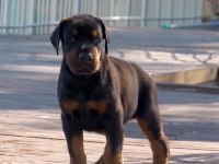 Sağlık ve ırk garantili doberman