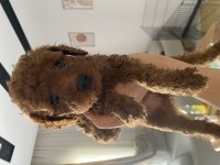 Dişi Toy Poodle yavrularımız 
