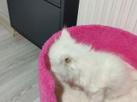 2 aylık güzel iran kedisi kız