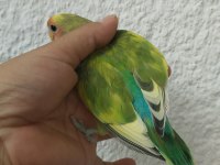 Acil sevda papağanı