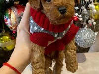 TOY POODLE YAVRULARI