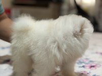 Orijinal pomeranian boo teddy bear teacup