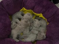 Minik british shorthair yavrularımıza yuva arıyoruz