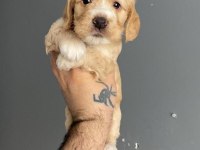 Maltipoo kardeşler yeni yuvalarını arıyorlar