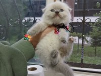 2 Aylık British Shorthair Bebekler