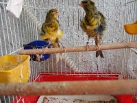 Orjinal kıvırcık mantolu kanarya