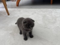 2 gri bebek scottish fold