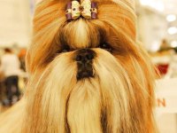 Üreticiden Shih Tzu Yavruları