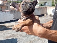 French bulldog yavrular sıfır burun sıfır kuyruk