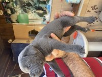Dev mavi gözlü cane Corso yavrularımız