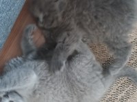 Scottish fold dişi çok tatlı şirin mi şirin