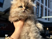 Ücretli british golden longhair erkek yavru