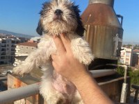 A kalite shih tzu yavrular