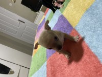 Chihuahua yavru köpeğimiz