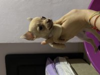 Acil sahiplendiriyorum chihuahua köpeklerimi