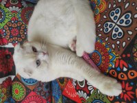 Kısır olmayan on aylık dişi scottish fold