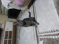 KISIRLAŞTIRILMAMIŞ ERKEK OYUNCU BRİTİSH SHORTHAİR