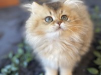 Kaliteli golden british longhair