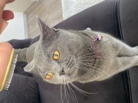 10 aylık oğlumuza dişi partner arıyoruz british shorthair