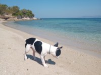 Fransız bulldog 7 aylık