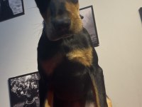 Estetikli Doberman bebekler