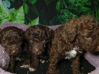 IRK VE SAĞLIK GARANTİ LAGOTTO YAVRULARIMIZ