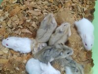 80 civarı toptan gonzales hamster