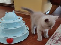 Tatlı oyuncu british shorthair