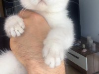 British Shorthair Dişi Silver